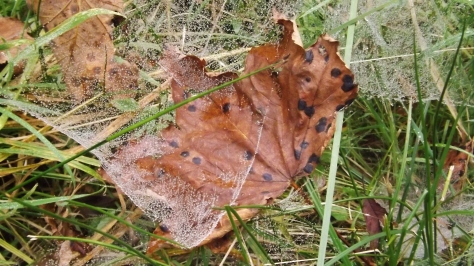 Wet web's and leaf