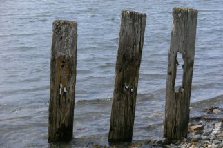 Old mooring posts in the Menia straights,North Wales