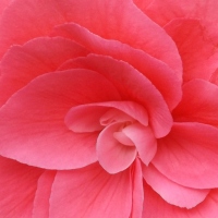 Pink Begonia.